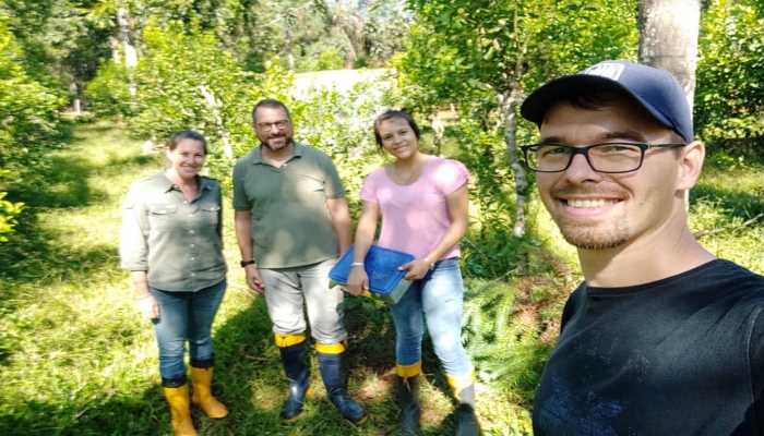 Unioeste desenvolve projetos para controle de pragas da erva-mate