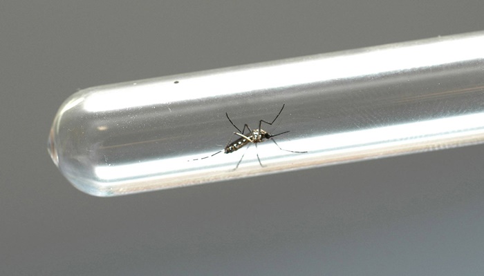 Paraná registra 425 novos casos de dengue