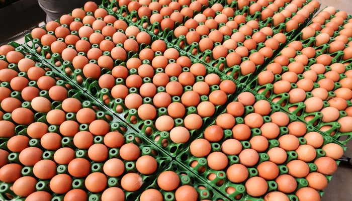 Preço do ovo aumenta em fevereiro para produtor, atacado e varejo