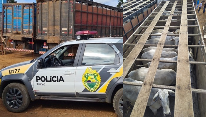 Marquinho - Gado furtado em Fazenda em Marquinho é recuperado pela PM em Turvo 
