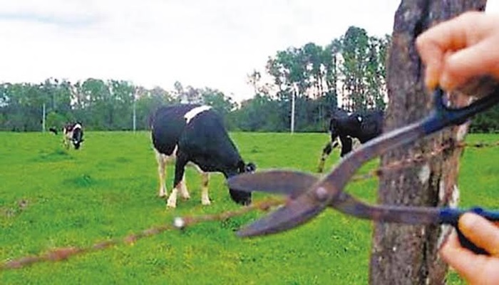 Ladrões abatem vaca e furtam carnes em fazenda no Arroio Bonito 