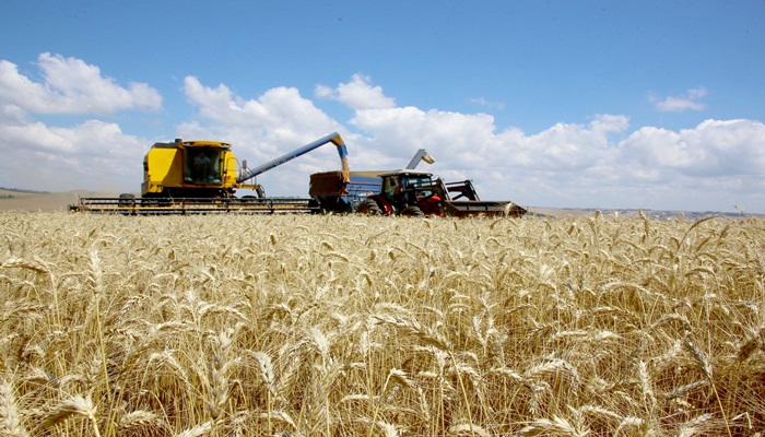 Ritmo do plantio de trigo ainda é lento, mas a expectativa é de produtividade recorde