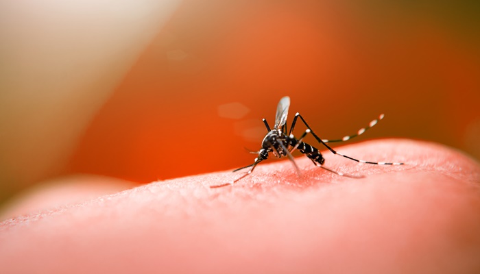 Laranjeiras - Alerta vermelho contra a dengue