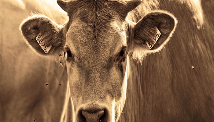 Secretaria de Saúde alerta para foco de raiva em bovinos em Cascavel