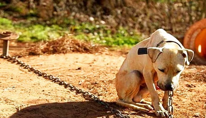 Pinhão - Dono de cão é preso por maus tratos. PM encontra o animal agonizando sem água e comida 