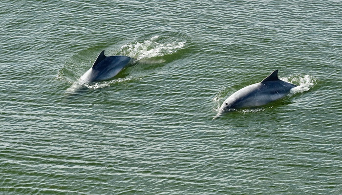 Portos do Paraná reforça compromisso com preservação dos oceanos