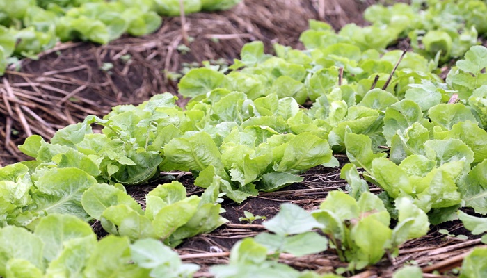 Governo libera quase R$ 500 mil em maio para 271 pequenos produtores rurais