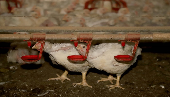 Toledo é carro-chefe do sucesso da produção de carne de frango no Paraná