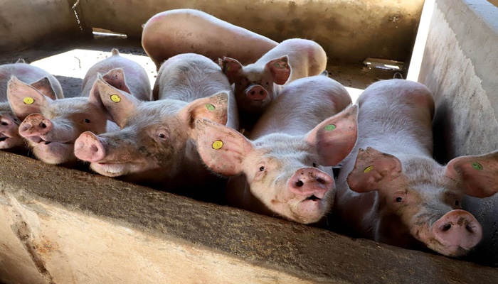Puxado por Toledo, Paraná mira novos mercados internacionais na carne suína