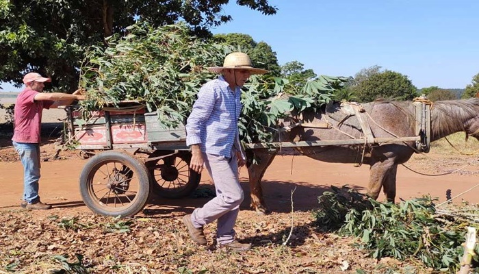Com apoio do Estado, cultivo de mandioca ganha eficiência, tecnologia e movimenta economia