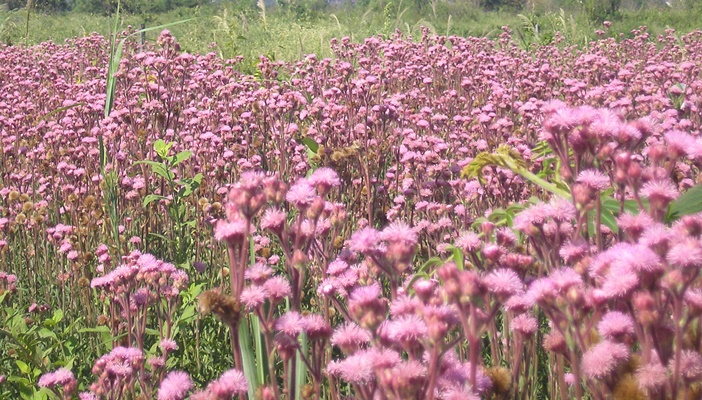 Hoje, às 16h21, começa a primavera é marcada pela volta das chuvas