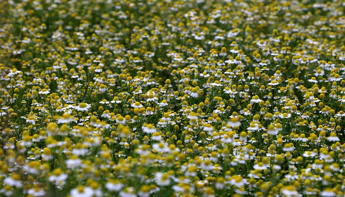 Camomila de Mandirituba gera renda milionária e garante fama nacional ao município