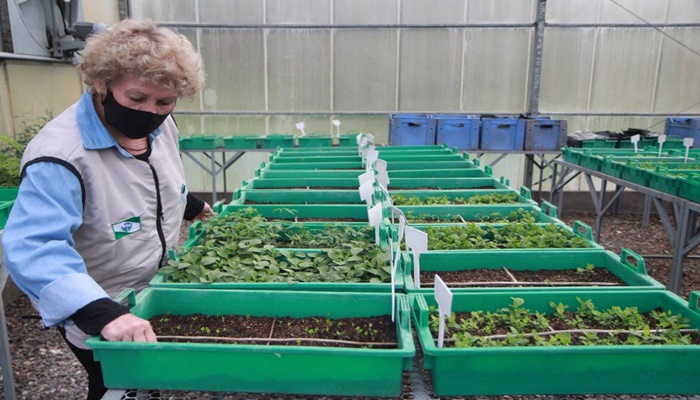 Paraná chega a 5 milhões de mudas distribuídas, equivalentes a 3 mil campos de futebol