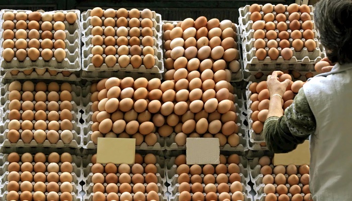 Produção de ovos de galinha no Brasil bate recorde