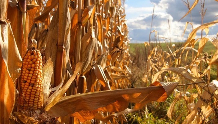 Safra de grãos está ameaçada pela maior seca do país em mais de 90 anos