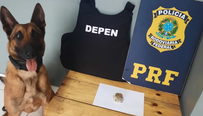 Laranjeiras - Cão policial ajuda PRF a encontrar droga