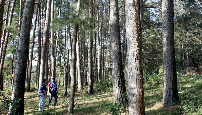 Paraná é o estado com maior transparência de dados sobre produtos florestais, aponta Ibama