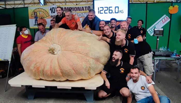 Fazendeiro na Itália colhe abóbora de 1,2 tonelada e bate recorde mundial