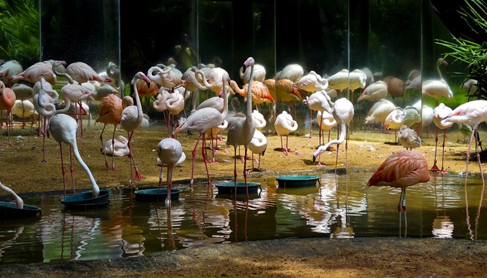 Onças matam 172 flamingos no Parque das Aves, em Foz do Iguaçu