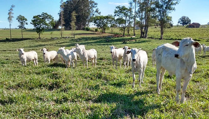 Com apoio estratégico do Estado, sistema que integra lavoura e pecuária traz benefícios aos produtores