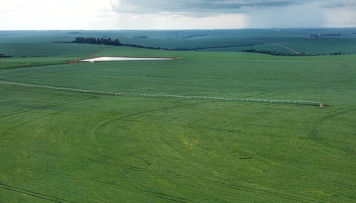 Com bom desenvolvimento, plantio da primeira safra de milho está encerrada no Paraná 
