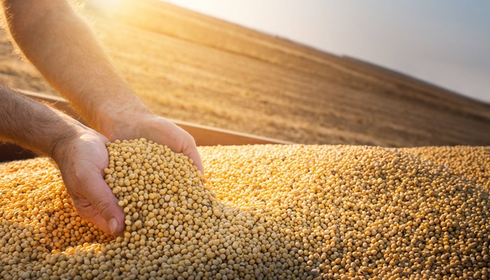 A projeção de custos de produção das lavouras de milho e soja de verão apontam níveis de elevação preocupantes