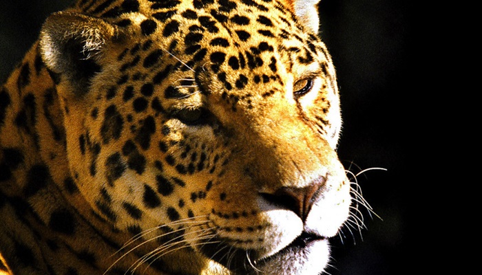 Comissão de Ecologia, Meio Ambiente e Proteção aos Animais promove audiência pública sobre grandes felinos do Paraná 