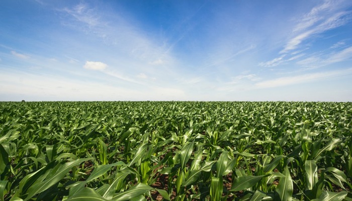 Brasil lidera produtividade agropecuária entre 187 países, aponta estudo do USDA