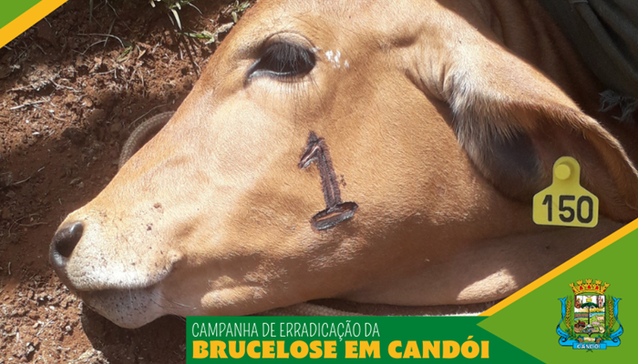 Candói – Campanha de erradicação da Brucelose está encerrada 