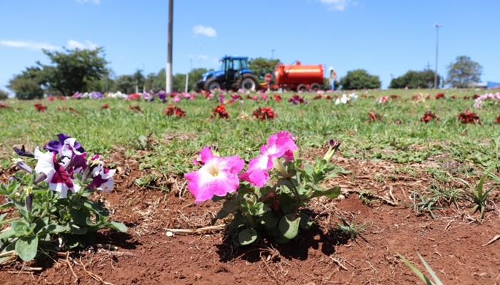 Candói – Secretaria Municipal do Meio Ambiente faz plantio de flores pela cidade