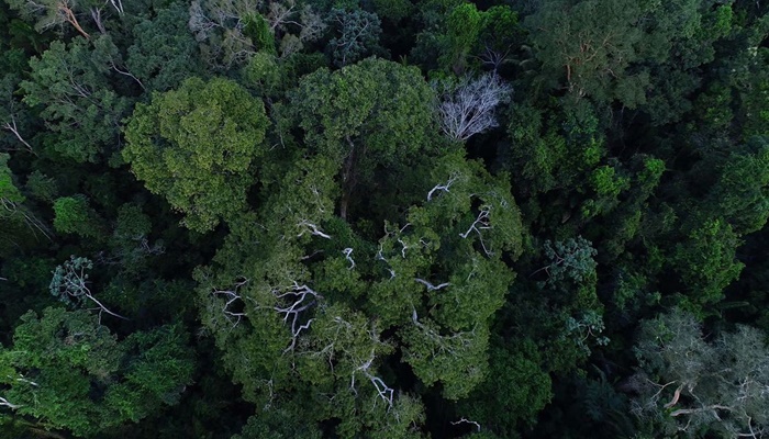 Comissão da Câmara amplia uso sustentável de florestas públicas