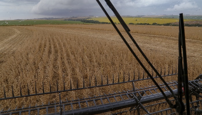 Boletim da Agricultura aponta que plantio de soja já alcança quase 5,6 milhões de hectares