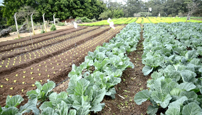 Laranjeiras – Secretaria de Agricultura vai implantar em 2022, o Programa de Horticultura Urbana Agroecológica