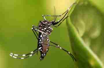 Diamante - Secretaria de Saúde municipal pede a colaboração de toda a população no combate ao Aedes Aegypty