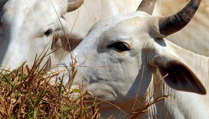 Ipea revisa estimativa do valor adicionado do setor agropecuário