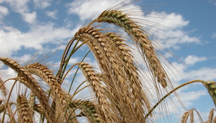 Triticale ganha zoneamento agrícola de risco climático