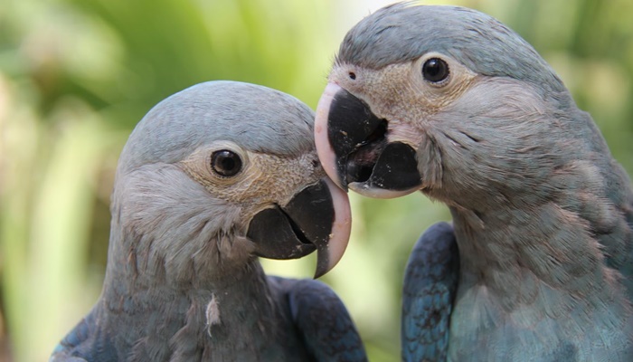 Parceria entre ministério e Unesco premiará projetos de biodiversidade