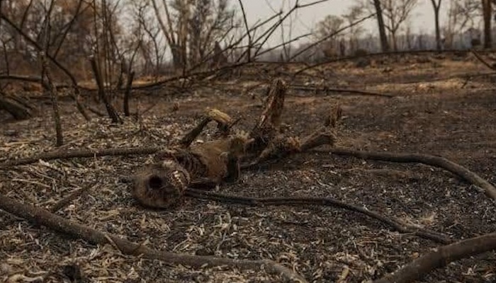 Quedas – Animais morrem carbonizados em queimadas na área de preservação ambiental 