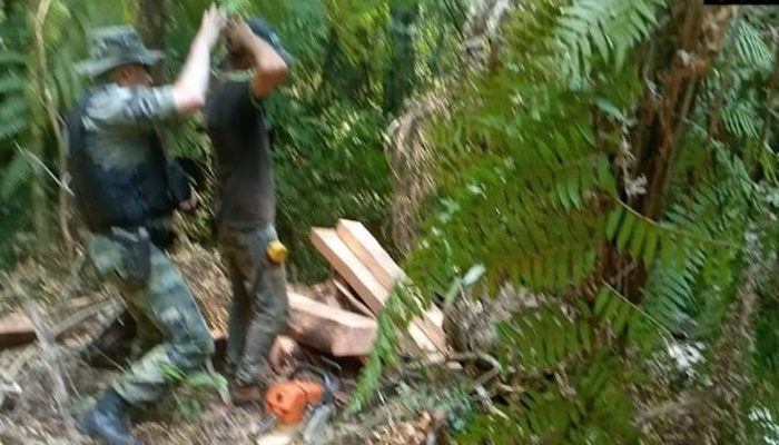 Rio Bonito – Homem é preso e multado em R$ 7 mil por corte ilegal de árvores