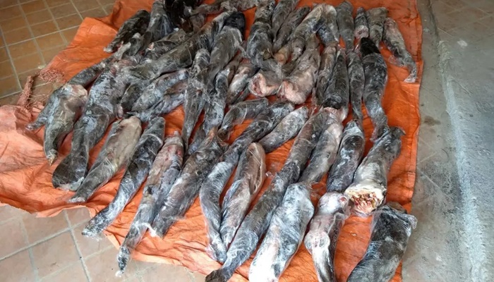 Cerca de 200 kg de peixe ameaçado de extinção são apreendidos em Foz do Iguaçu