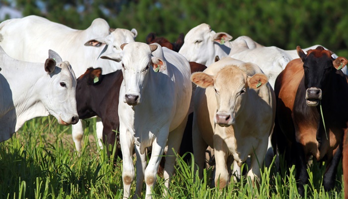 Chancela como área livre de febre aftosa sem vacinação foi a marca da defesa agropecuária em 2021