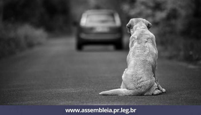 Proteção aos animais é tema recorrente na Assembleia Legislativa