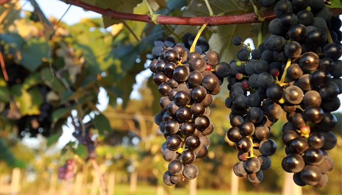 Colheita de uva já começou no Paraná, sexto maior produtor da fruta no Brasil