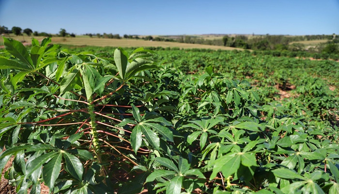 Estado divulga Prognóstico Agropecuário com perspectivas sobre sete culturas