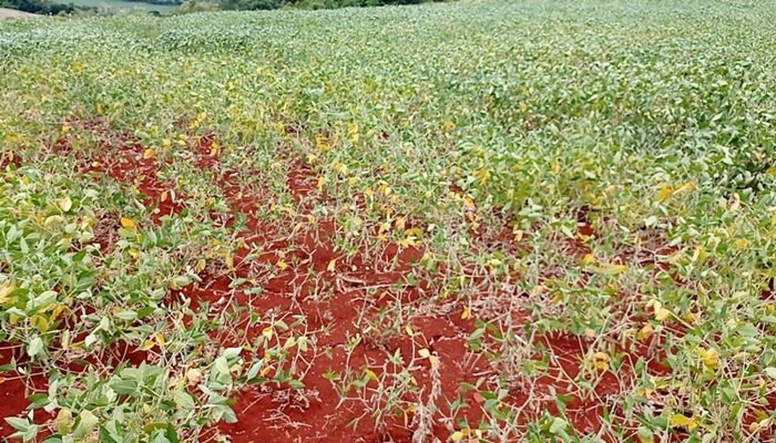 Entidades do agro do Paraná pedem ações ao Mapa para minimizar perdas pela seca