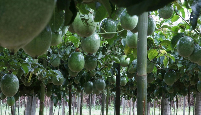 IDR-Paraná lança nova cultivar de maracujá no Show Rural 