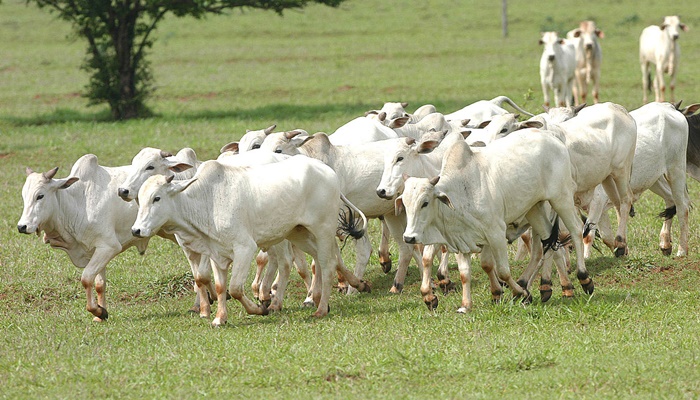 Volta das chuvas ajuda no manejo do rebanho de bovinos no Paraná