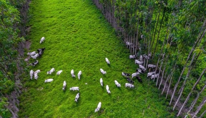 Experimentos no Paraná melhoram produção de gado e plantio de soja em solos arenosos 