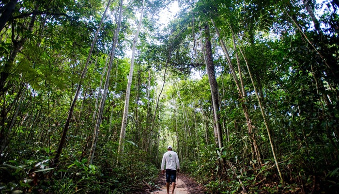 Ibama define combate ao desmatamento na Amazônia como prioridade