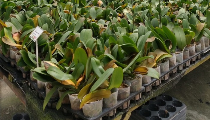 Mapa impede a entrada de mais de 20 mil mudas de orquídeas com praga ausente no Brasil